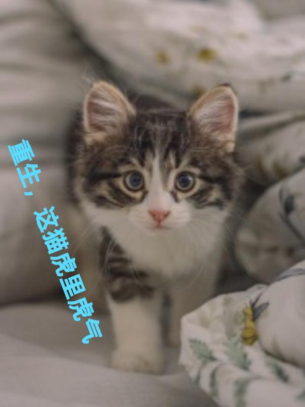 这猫虎里虎气TXT